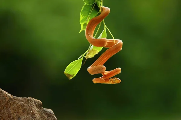 緑色の枝からぶら下がっているアマゾンの木の棒 Corallus Hortulanus 緑の背景に金色のヘビ 朝の太陽 木陰の中の黄金の蛇 — ストック写真