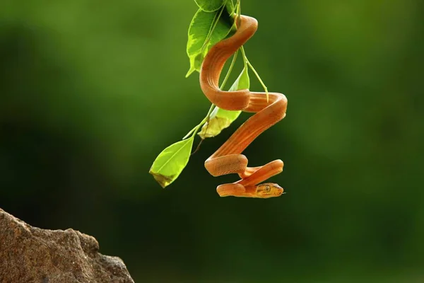 Yeşil dala asılı Amazon ağacı boa (Corallus horulanus). Yeşil arka planda altın yılan. Sabah güneşi. Ağaçların gölgesinde altın bir yılan.