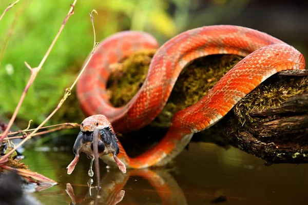 Wąż Kukurydziany Pantherophis Guttatus Lub Elaphe Guttata Polowaniu Jedząc Mysz — Zdjęcie stockowe