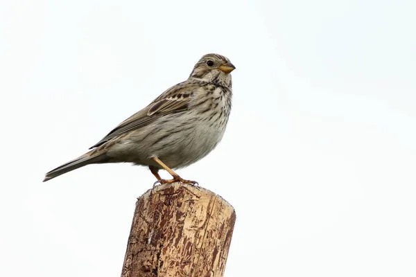 Die Kornammer Emberiza Calandra Sitzt Auf Dem Grünen Zweig Kein — Stockfoto