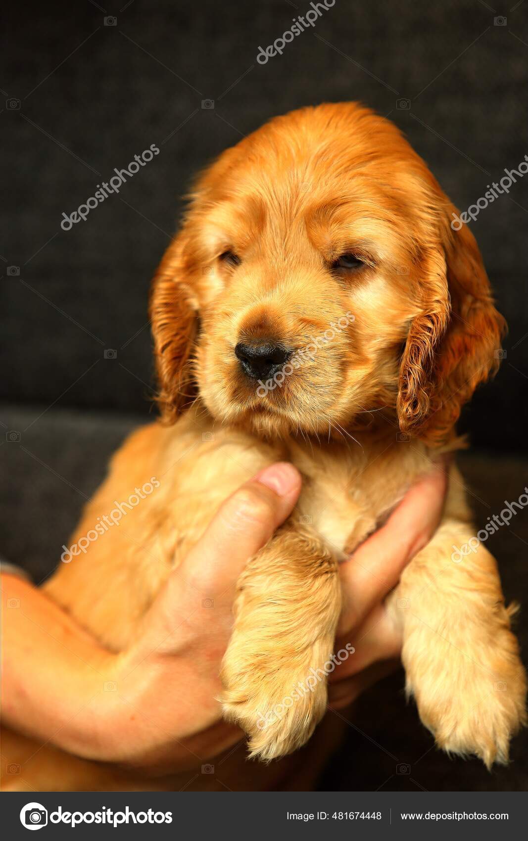 Hermoso Lindo Rojo Dorado Ingles Cocker Spaniel Cachorro Quiere Dormir Fotografia De Stock C Ak Hejda Gmail Com Depositphotos Hermoso Lindo Rojo Dorado Ingles Cocker Spaniel Cachorro Quiere Dormir Fotografia De Stock C Ak Hejda Gmail Com Depositphotos