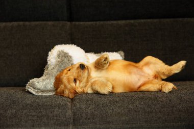 Güzel ve tatlı kırmızı İngiliz Cocker Spaniel köpek yavrusu kanepede beyaz oyuncak ayıyla yatıyor. - Günaydın. Gri arka plan. Ayrıntılar. Portre.