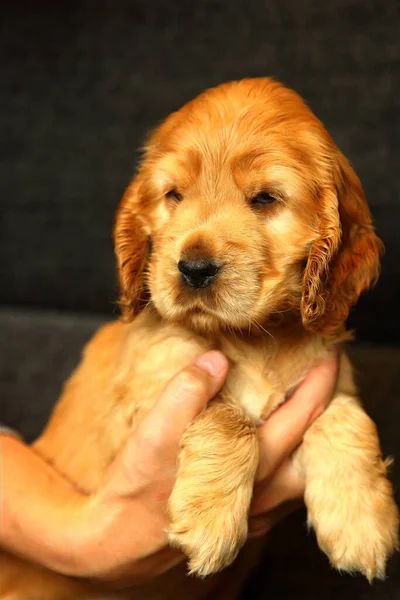 Bella Carina Rossa Dorata Inglese Cocker Spaniel Cucciolo Vuole Dormire — Foto Stock