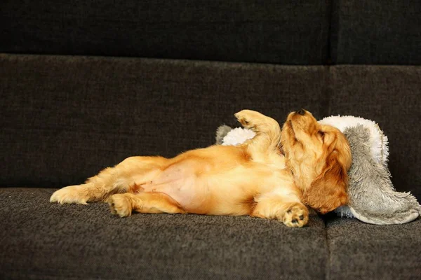 Güzel ve tatlı kırmızı İngiliz Cocker Spaniel köpek yavrusu kanepede beyaz oyuncak ayıyla yatıyor. - Günaydın. Gri arka plan. Ayrıntılar. Portre.