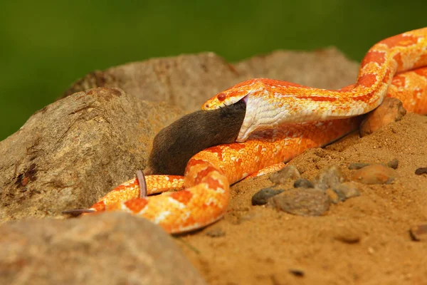 Serpent Maïs Pantherophis Guttatus Elaphe Guttata Après Avoir Chassé Mangeant — Photo