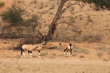Kırmızı kum tepecikleri ve etrafındaki kuru otlarla kırmızı kum tepecikleri üzerinde duran mücevher veya mücevher geyiği (Oryx gazella).
