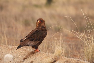 Kuru kumda oturan olgunlaşmamış Bateleur (Terathopius ekaudatus).