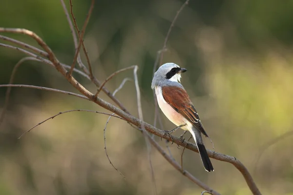 Een Prachtige Bruine Kreeft Lanius Cristatus Zittend Bruine Droge Tak — Stockfoto