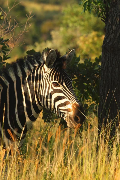 Mountain Zebra Equus Zebra Füves Területen Száraz Fűvel Háttérben — Stock Fotó