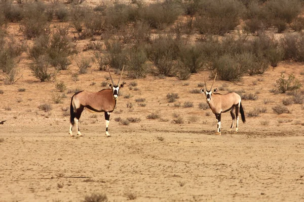 Gemsbok Nebo Gemsbuck Oryx Gazella Stojící Červené Písečné Duně Červeným — Stock fotografie