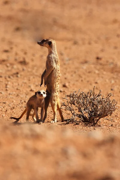 Esquilos Terrestres Africanos Gênero Xerus Ficam Areia Seca Deserto Kalahari — Fotografia de Stock