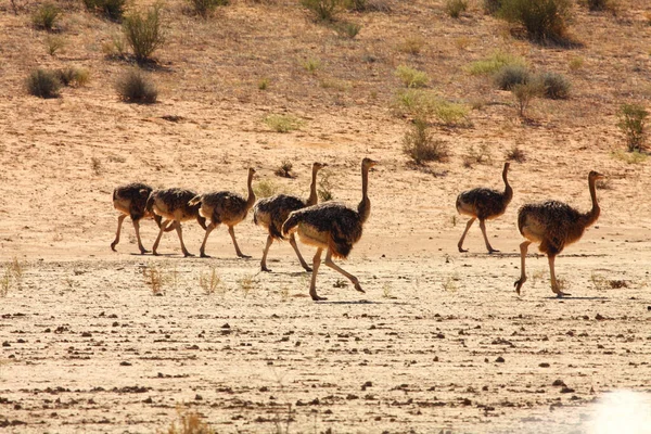 Три Страуса Struthio Camelus Стоят Красной Песчаной Дюне Красным Песком — стоковое фото