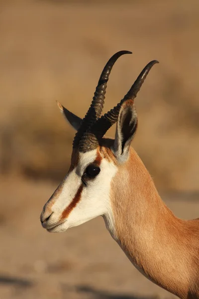 Den Unga Impala Aepyceros Melampus Hane Vistas Det Gröna Gräset — Stockfoto