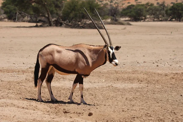 Gemsbok Neboli Gemsbuck Oryx Gazella Kráčející Červené Písečné Duně Červeným — Stock fotografie