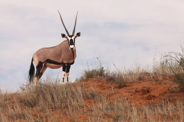 Gemsbok Gemsbuck Oryx Gazella Restant Sur Dune Sable Rouge Avec — Photo
