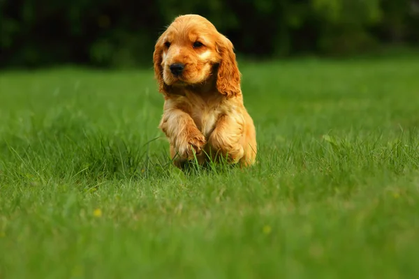 驚くべき 新生児とかわいい赤い英語のコッカー スパニエル子犬の詳細 緑の芝生の中を走る小さくてかわいい赤いコッカー スパニエルの子犬 朝の太陽 緑の背景 — ストック写真