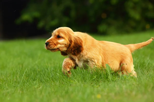 惊人的 新生的和可爱的红色英国科克猎犬小狗的细节 可爱的红色科克猎犬小狗在绿色的草地上奔跑 绿色背景 — 图库照片