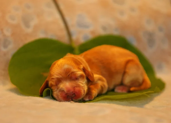 驚くべき 新生児とかわいい英語のコッカー スパニエル子犬の詳細 緑のシートの上で黄金の子犬を眠る 黄色の背景 — ストック写真