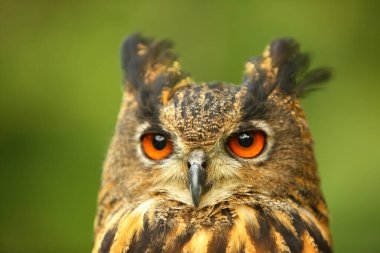Yeşil arka planlı Avrasya kartal baykuşunun (Bubo bubo) portresi.