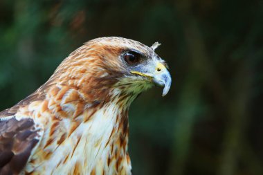 Kızıl kuyruklu şahin (Buteo jamaicensis) portresi. Kızıl kuyruklu şahin büyük bir dalda oturuyor..