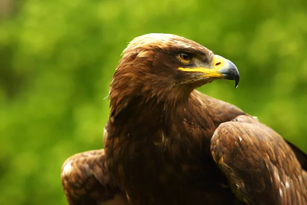 Steppe Adelaar Aquila Nipalensis Tot Sluitingstijd Steppe Adelaarsportret Groene Achtergrond — Stockfoto