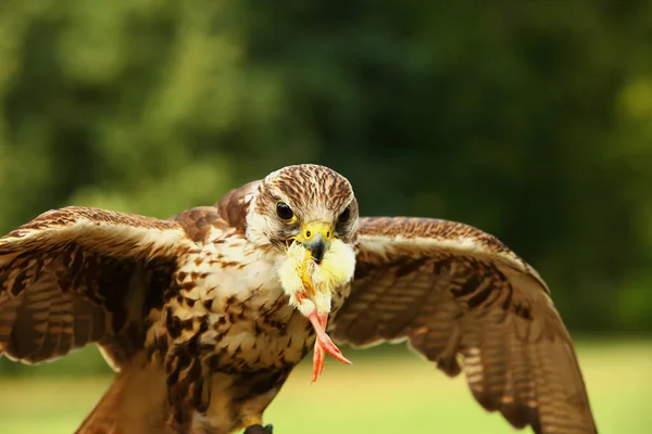 Saker Falcon Falco Cherrug Feeding Saker Falcon Death Chicken His — Stock Photo, Image