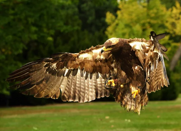 Orzeł Stepowy Aquila Nipalensis Leci Bardzo Blisko Kamerzysty — Zdjęcie stockowe