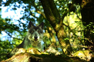 Ormanda kalan bir Kuzey Amerika kurdu (Canis lupus).