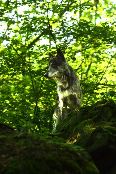 Een Noord Amerikaanse Wolf Canis Lupus Verblijft Het Bos — Stockfoto