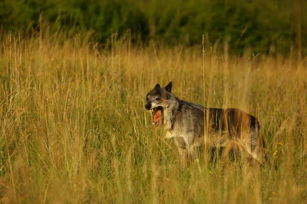 Lobo Norte Americano Canis Lupus Ficando Rindo Grama Seca Frente — Fotografia de Stock