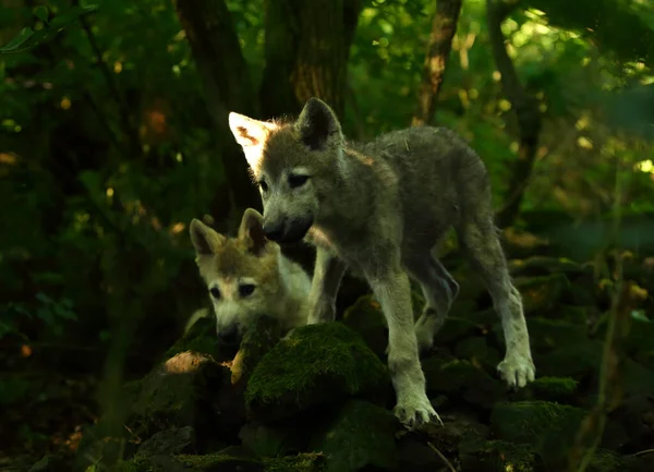 Δύο Βορειοαμερικάνοι Λύκοι Κουτάβια Canis Lupus Διαμένουν Στο Δάσος Ηρεμία — Φωτογραφία Αρχείου