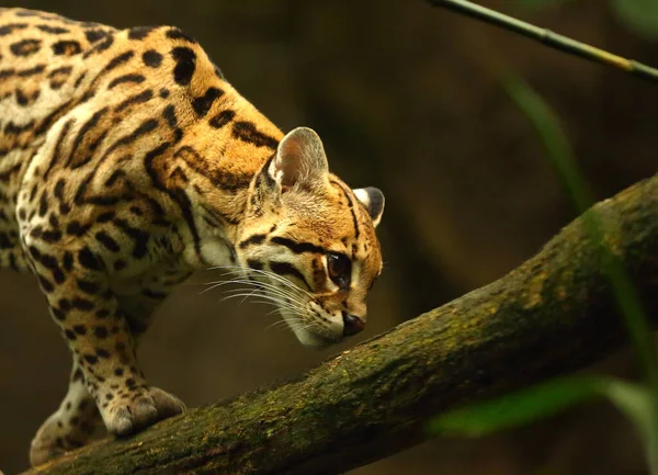 Американский Пятнистый Кот Leopardus Pardalis — стоковое фото