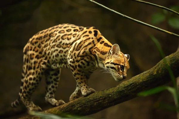 Amerikalı benekli kedi (Leopardus pardalis) dalda yürüyor. Karanlık arka plan. Amerikan lekeli kedi detayı, portre. Kahverengi arkaplan.