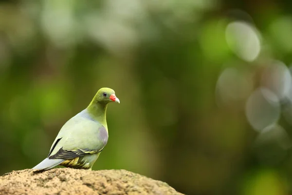 Die Afrikanische Grüne Taube Treron Calvus Sitzt Auf Dem Stein — Stockfoto