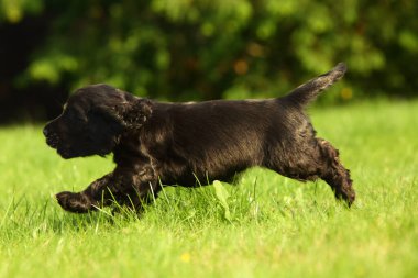 İnanılmaz, yeni doğmuş ve şirin siyah İngiliz Cocker Spaniel köpek yavrusu detayı. Küçük ve şirin siyah Cocker Spaniel köpek yavrusu yeşil çimlerde koşuyor, sabah güneşi. Yeşil arkaplan.