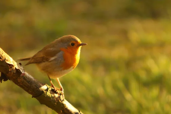 Evropský Robin Erithacus Rubecula Sedí Staré Hnědé Větvi Malé Evropské — Stock fotografie