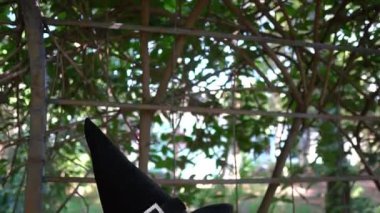 Asyalı güzel bir kadın, siyah elbise ve açık havada Cadı Şapkası giyiyor, Cadılar Bayramı konsepti.