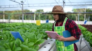Asyalı çiftçi kadın salata çiftliğinde çalışıyor, küçük işletmeler için organik hidrofonik sebze ekiyor.