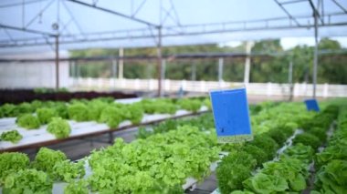 Asyalı çiftçi kadın salata çiftliğinde çalışıyor, küçük işletmeler için organik hidrofonik sebze ekiyor.