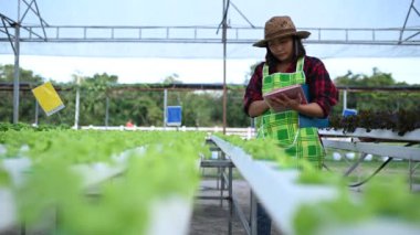 Asyalı çiftçi kadın salata çiftliğinde çalışıyor, küçük işletmeler için organik hidrofonik sebze ekiyor.