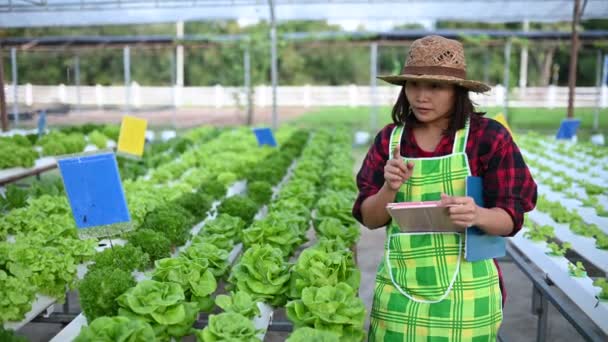 Mujer Agricultora Asiática Trabajando Granja Ensaladas Plantando Vegetales Hidropónicos Orgánicos — Vídeo de stock