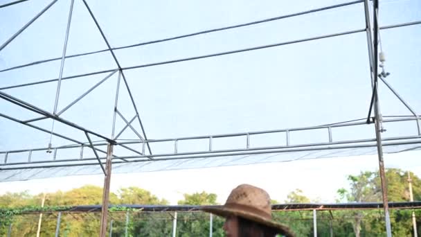 Asian Farmer Woman Working Salad Farm Planting Organic Hydroponic Vegetable — Stock Video