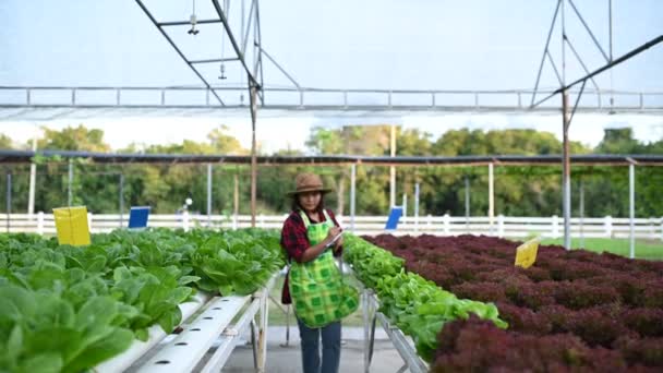 Asiatisk Bonde Kvinna Som Arbetar Salladsgården Plantera Ekologiska Hydroponic Grönsaker — Stockvideo