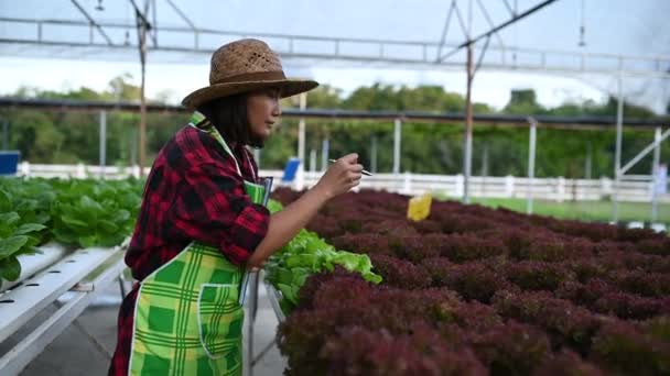 Asiatisk Bonde Kvinna Som Arbetar Salladsgården Plantera Ekologiska Hydroponic Grönsaker — Stockvideo