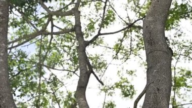 Parkta gündüz vakti renkli ağaçlar