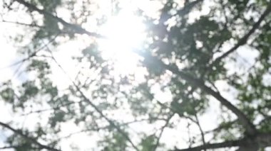 Parkta gündüz vakti renkli ağaçlar