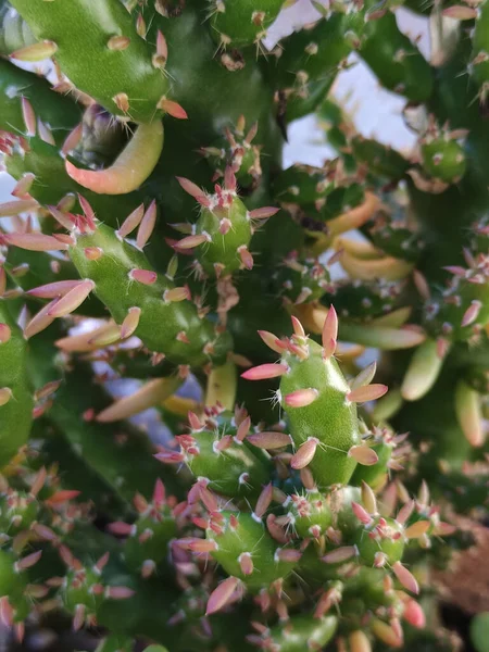 Hajtású Kaktuszok Zamatos Gyümölcsök Kis Zamatos Gyümölcsök — Stock Fotó