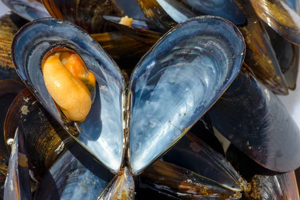 Heart Shaped Mussels Galicia — Stock Photo, Image