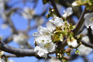 İlkbaharda çiçek açan kiraz ya da Cerasus 'ta polen topluyor..