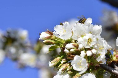İlkbaharda çiçek açan kiraz ya da Cerasus 'ta polen topluyor..